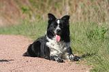 BORDER COLLIE 1513
